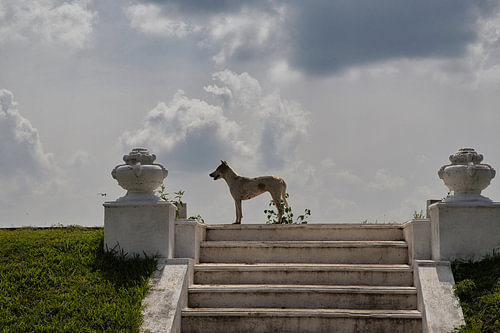Zwerfhond kijkt uit over meer in Sri Lanka