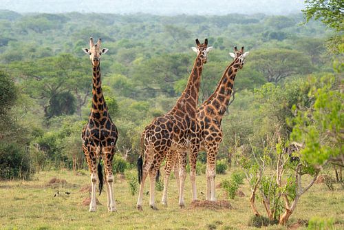 Giraffe (Giraffa camelopardalis), Murchison Falls Nationaal Park, Uganda