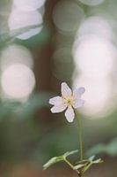 Wood anemone | spring at Landgoed Oud-Poelgeest | Netherlands