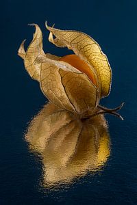 Die Goldbeere (Physalis) öffnet sich