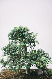 Arbre Bonsai sur Patrycja Polechonska