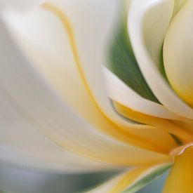 tulip flower von Ester Besuijen