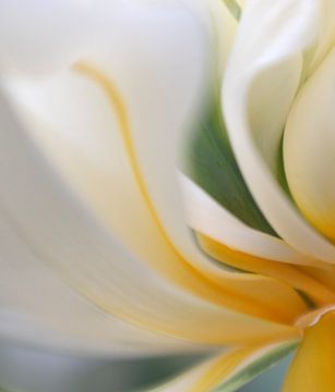 tulip flower van Ester Besuijen