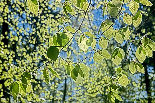 bladeren van een beuk
