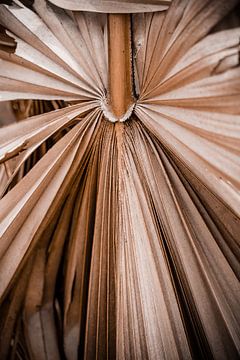 Palm tree by Fotoverliebt - Julia Schiffers