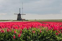 Tulips and Mill