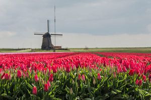 Tulipes et moulin