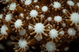 corail mou @ Komodo, Indonésie sur Travel Tips and Stories