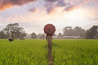 Reisfeld Nepal (Sonnenuntergang) von Merijn Geurts Miniaturansicht