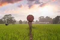 Rice paddy Nepal (sunset)
