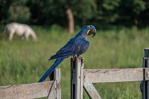 Hyazinthe Ara im Pantanal