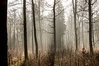 Winter forrest
