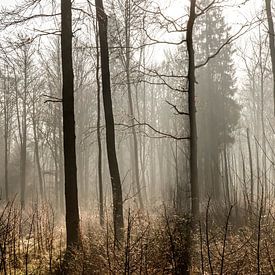Winter-Wald von Emma Jansen