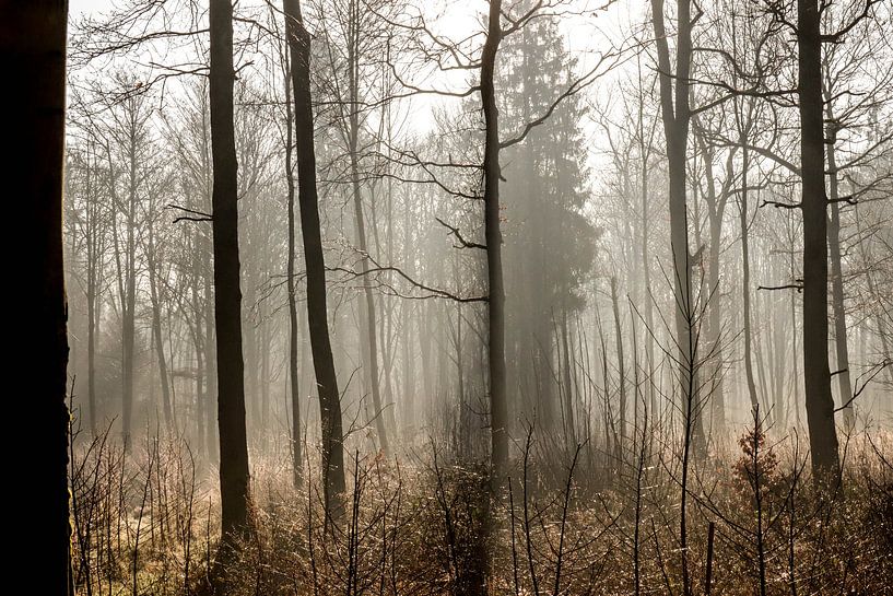 Winter-Wald von Emma Jansen