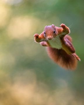 Jumping Squirrel 1