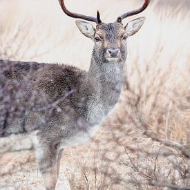 Damhirsch in Winterstimmung von olga schraven