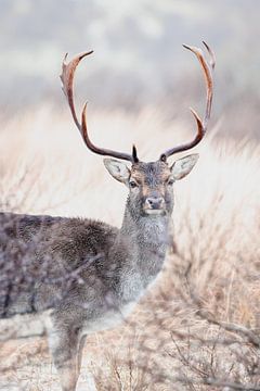 Fallow deer in winter mood by olga schraven