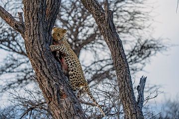 Luipaard na succesvolle jacht Namibië, Afrika van Patrick Groß
