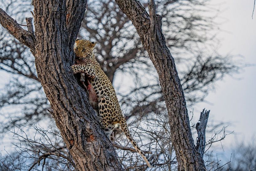 Leopard after successful hunt Namibia, Africa by Patrick Groß