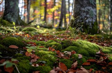 Wandeling in het herfstbos van fernlichtsicht