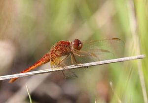 Feuerlibelle