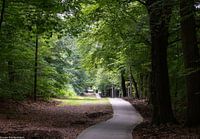 Veluwe bei Vierhouten