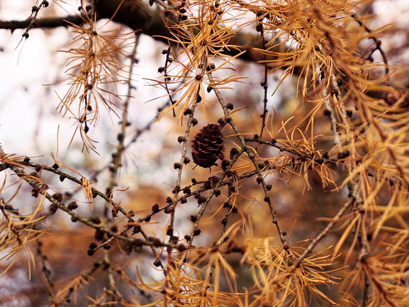 Golden October by Lea-Marie Littwin