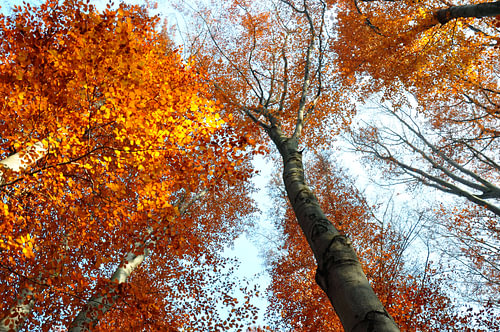 HERFSTDAG 13