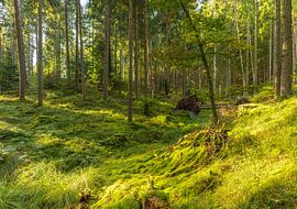 Arbres (terrain de camping de Sletten Vikings) - Ry (Danemark)