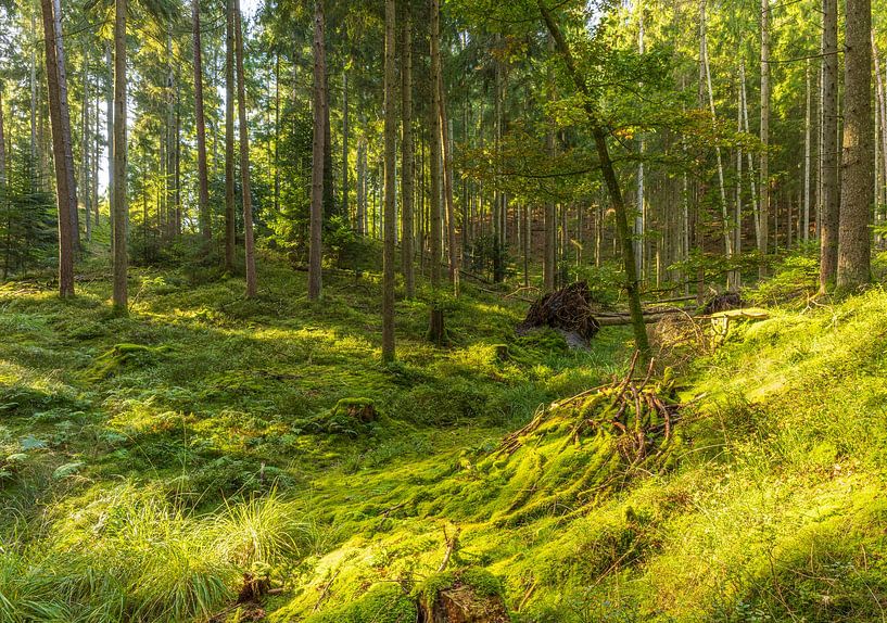 Trees (Sletten Vikings Camp Grounds) - Ry (Denmark) by Marcel Kerdijk