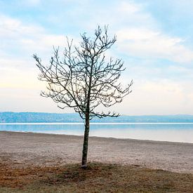 Un arbre solitaire et un homme seul sur la plage sur Lars-Olof Nilsson