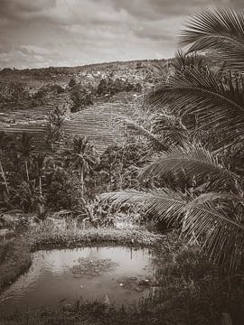 Uitzicht over de rijstvelden op Bali Indonesië van Bianca  Hinnen