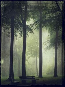 Forêt d'été dans le brouillard
