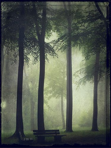 Summer forest in the fog