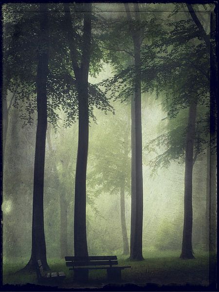 Sommerwald im Nebel von Dirk Wüstenhagen