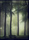 Sommerwald im Nebel von Dirk Wüstenhagen Miniaturansicht