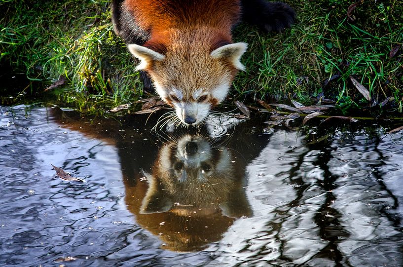 The red panda and his reflection  by AnyTiff (Tiffany Peters)