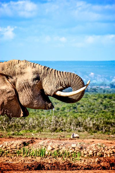 Eléphant d'Afrique, Afrique du Sud par Easycopters