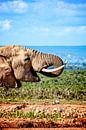 Afrikanischer Elefant, Südafrika von Easycopters Miniaturansicht