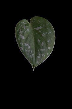 Scindapsus Pictus