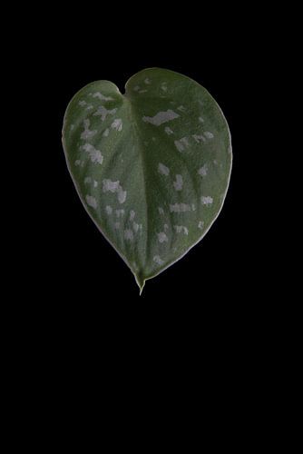 Scindapsus Pictus