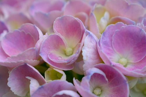 Romantische rosa Hortensie