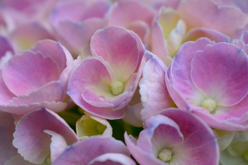 Romantic pink hydrangea by Arjan van der Veer