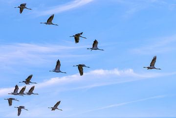 Majestueuze kraanvogels in de lucht van Krzysztof Tollas