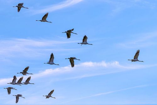 Majestueuze kraanvogels in de lucht
