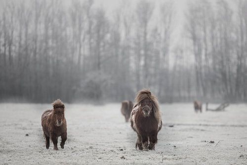 Shetlanders in de sneeuw