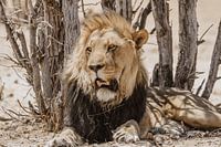 Lion ruling the animal kingdom