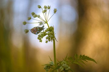 Orange beschwipst auf Kuh-Petersilie von Moetwil en van Dijk - Fotografie