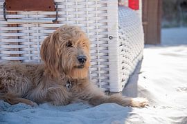 Beach holiday with dog by Stephan Schulz
