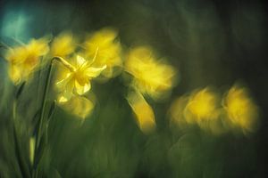 Gele Narcissen in groene achtergrond van Jan van der Linden
